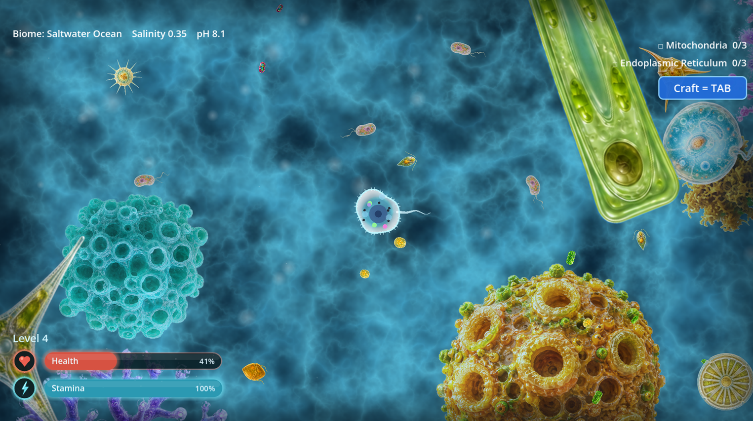 More sea life in Salty